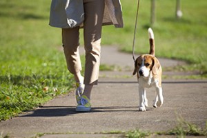 pet_img001