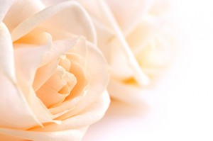 Two delicate high key beige roses macro floral background